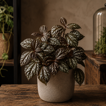 Load image into Gallery viewer, Potted plant with variegated leaves on a wooden surface