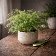 Load image into Gallery viewer, ASPARAGUS FERN SPRENGERI