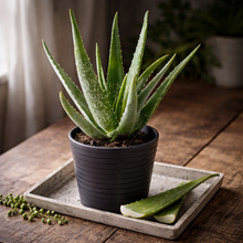 Load image into Gallery viewer, ALOE-VERA