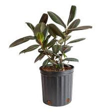 Load image into Gallery viewer, FICUS-RUBBER-BURGUNDY