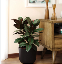 Load image into Gallery viewer, FICUS-RUBBER-BURGUNDY