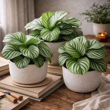 Load image into Gallery viewer, CALATHEA-ORBIFOLIA
