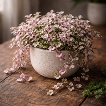 Load image into Gallery viewer, CALLISIA-ROSATO-PINK LADY
