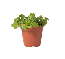 Load image into Gallery viewer, PILEA-DEPRESSA-CREEPING