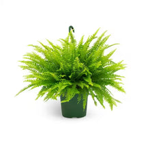 Load image into Gallery viewer, BOSTON-FERN