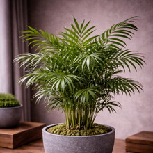 Load image into Gallery viewer, PALM-NEANTHABELLA