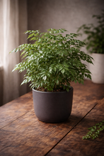 Load image into Gallery viewer, Potted plant on a wooden table with a neutral background