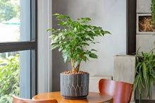 Load image into Gallery viewer, The image shows a China Doll plant with glossy, green leaves in a stylish, modern indoor setting.