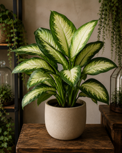 Load image into Gallery viewer, Potted plant with green and white leaves on a wooden surface