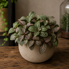 Load image into Gallery viewer, Potted plant with patterned leaves on a wooden surface