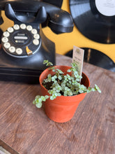 Load image into Gallery viewer, BABY TEARS-RED STEM