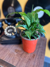 Load image into Gallery viewer, SPATHIPHYM-PEACE LILY