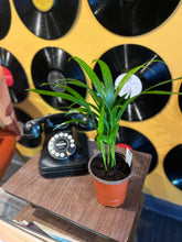 Load image into Gallery viewer, PALM-ARECA