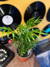 Load image into Gallery viewer, PALM-NEANTHABELLA