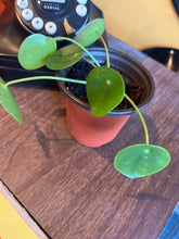 Load image into Gallery viewer, PILEA-PEPPERMOIDES-CHINESE MONEY