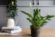Load image into Gallery viewer, SPATHIPHYM-PEACE LILY