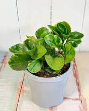 Load image into Gallery viewer, MARBLE PEPEROMIA