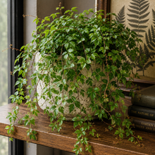 Load image into Gallery viewer, Potted plant on a wooden surface with a blurred background
