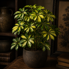 Load image into Gallery viewer, Potted plant with green and yellow leaves on a wooden surface with books and a framed picture in the background.