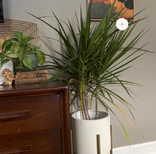 Load image into Gallery viewer, DRACAENA-MARGINATA-MAGENTA