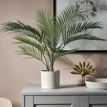 Load image into Gallery viewer, PALM-ARECA