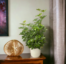 Load image into Gallery viewer, SCHEF-ARBORICOLA-GOLD CAPELLA