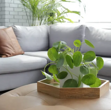 Load image into Gallery viewer, PILEA-PEPPERMOIDES-CHINESE MONEY