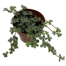 Load image into Gallery viewer, BABY TEARS-RED STEM
