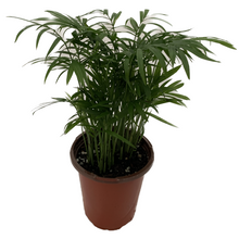 Load image into Gallery viewer, PALM-NEANTHABELLA