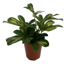 Load image into Gallery viewer, SCHEF-ARBORICOLA-GOLD CAPELLA