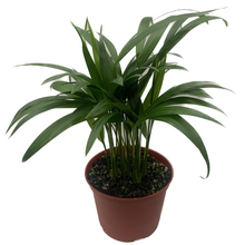 Load image into Gallery viewer, PALM-ARECA