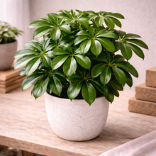 Load image into Gallery viewer, SCHEFFLERA-AMANTE