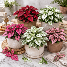 Load image into Gallery viewer, POLKA DOT PLANT