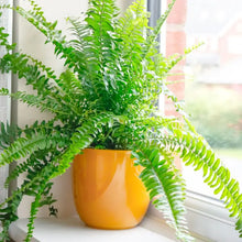Load image into Gallery viewer, BOSTON-FERN