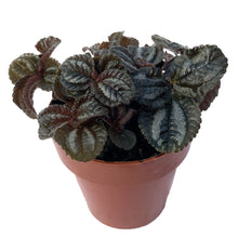 Load image into Gallery viewer, Potted plant with dark green leaves on a white background
