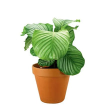 Load image into Gallery viewer, CALATHEA-ORBIFOLIA