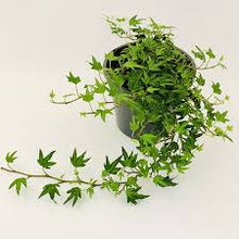 Load image into Gallery viewer, HEDERA IVY NEEDLE POINT
