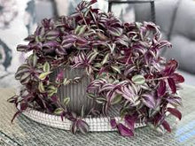 Load image into Gallery viewer, TRADESCANTIA-PURPLE