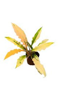 Load image into Gallery viewer, PHILODENDRON-RING OF FIRE