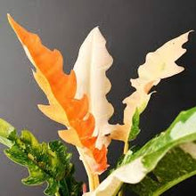 Load image into Gallery viewer, PHILODENDRON-RING OF FIRE