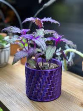 Load image into Gallery viewer, GYNURA-PURPLE PASSION