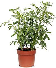 Load image into Gallery viewer, SCHEFFLERA-AMANTE