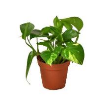 Load image into Gallery viewer, POTHOS-GOLDEN