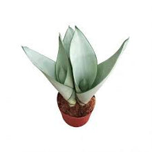 Load image into Gallery viewer, SANSEVERIA -MOONSHINE -SNAKE PLANT