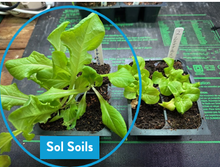 Load image into Gallery viewer, Soil (1Gal) Seedling & Propagation Mix: 1 Gallon (4 quarts)