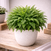 Load image into Gallery viewer, BOSTON-FERN