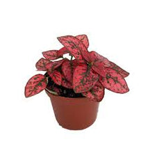 Load image into Gallery viewer, POLKA DOT PLANT