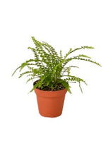 Load image into Gallery viewer, FERN-DALLAS