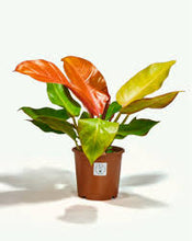 Load image into Gallery viewer, PHILODEN-PRINCE OF ORANGE