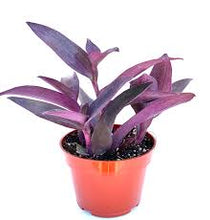Load image into Gallery viewer, TRADESCANTIA-PURPLE